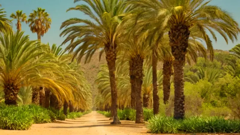 Un hombre riega un palmeral soleado
