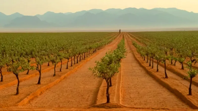 Un campesino riega su plantación árida
