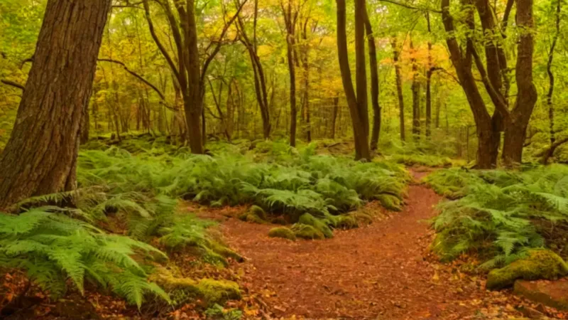 Regando un árbol en el bosque dorado