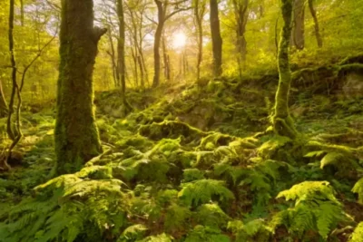 Una figura observa el bosque al atardecer
