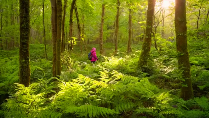 Una figura examina una planta en el bosque