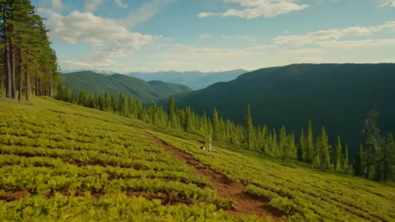 Alguien riega pinos jóvenes en la montaña