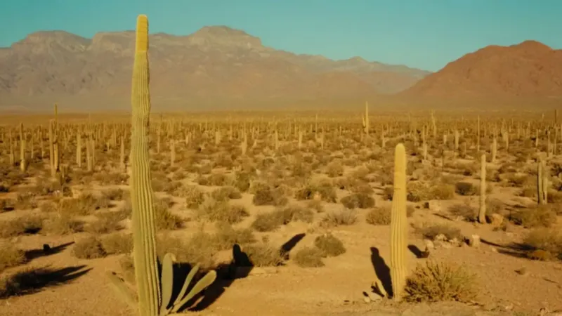 Campesino cosecha pitayos en la llanura
