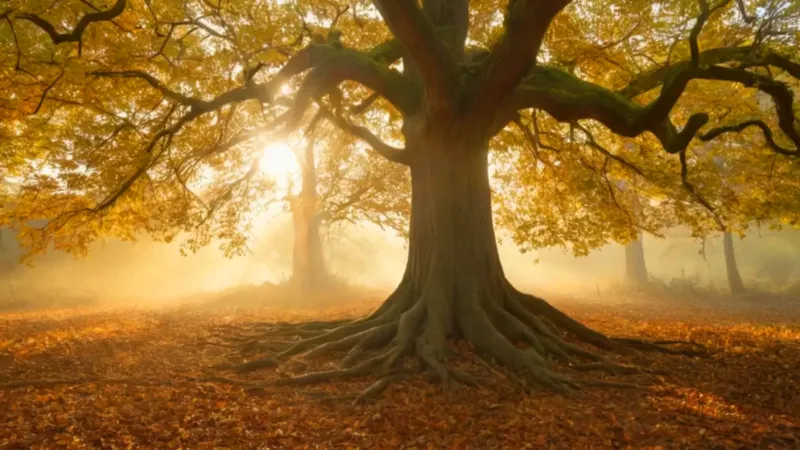 Una persona contempla un inmenso árbol soleado