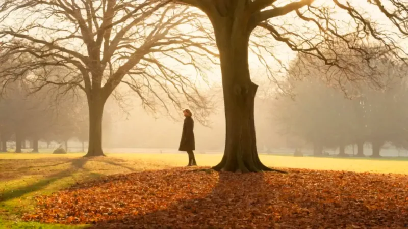 Soledad invernal junto a un árbol