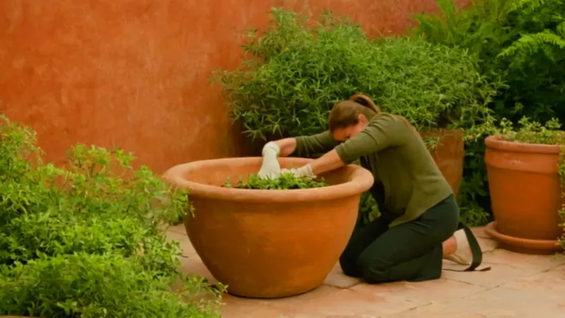 Persona podando una planta con esmero