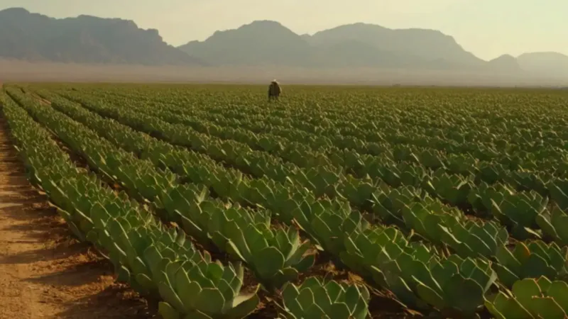 Un campesino poda nopales al atardecer