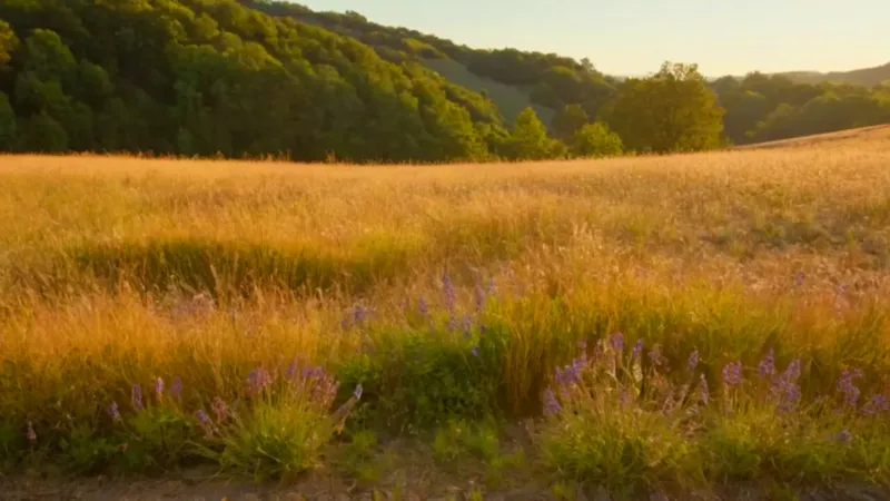 Persona arrodillada en un campo dorado