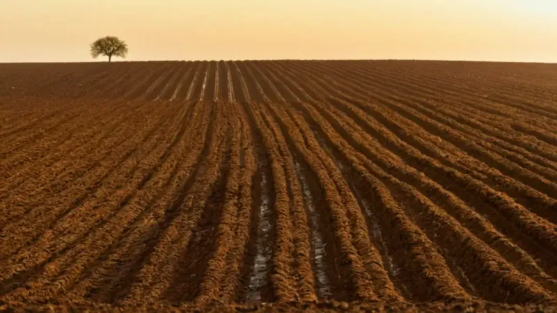 Un hombre solitario siembra al amanecer