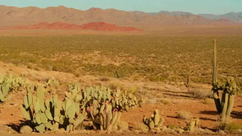 Un desierto de nopales bajo el sol