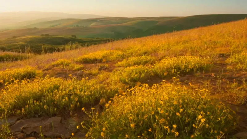 Un vasto campo soleado con una figura