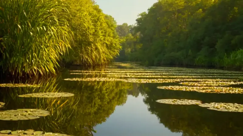 Un barquero navega un estanque de nenúfares