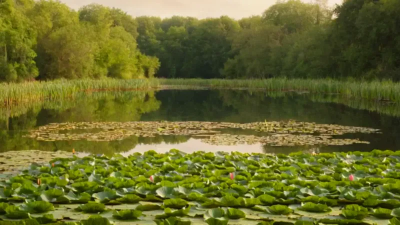Barca solitaria en un estanque de nenúfares