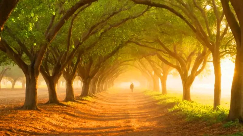 Persona cosecha fruta bajo una luz dorada