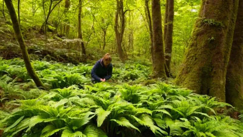 Figura arrodillada en el frondoso sotobosque