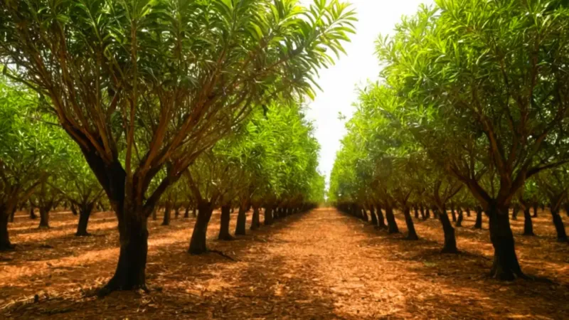 Una persona cuida un arbolito en el huerto