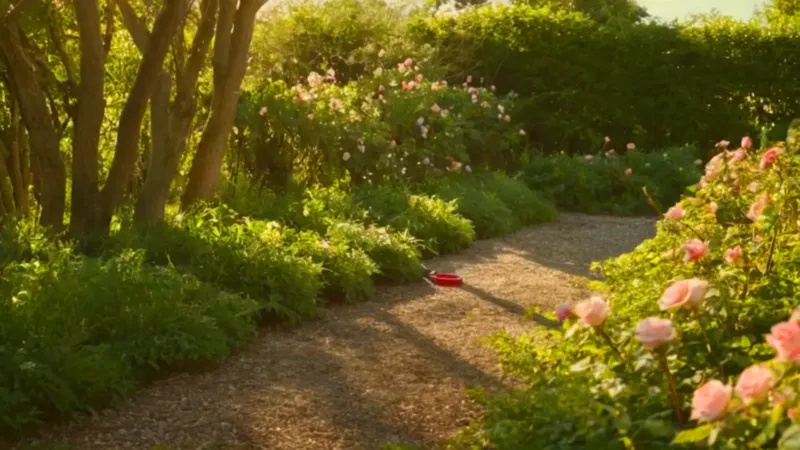Alguien poda un rosal en el jardín