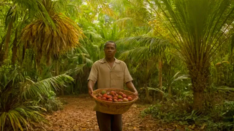Hombre cosechando frutos en un palmeral
