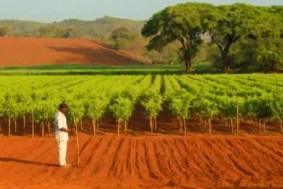 Un hombre cultiva sándalo bajo el sol