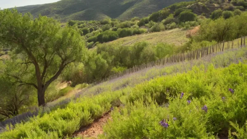 Persona entre salvias bajo el sol
