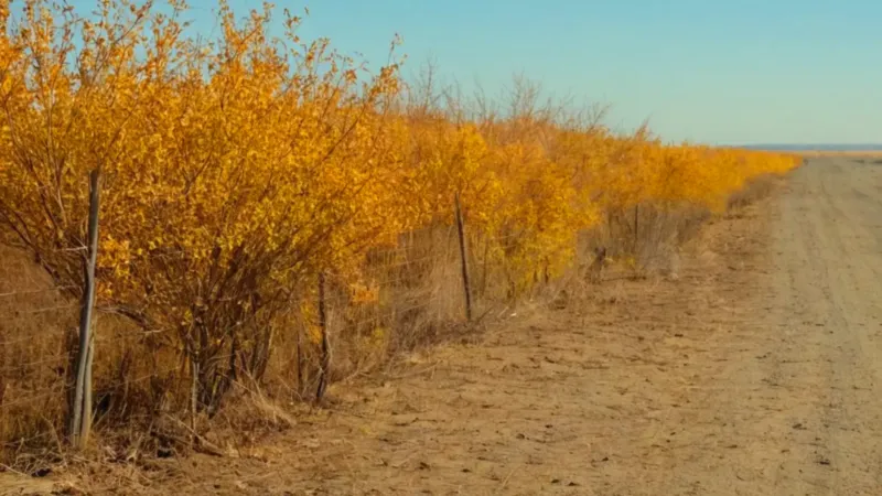 Persona agachada en un campo árido