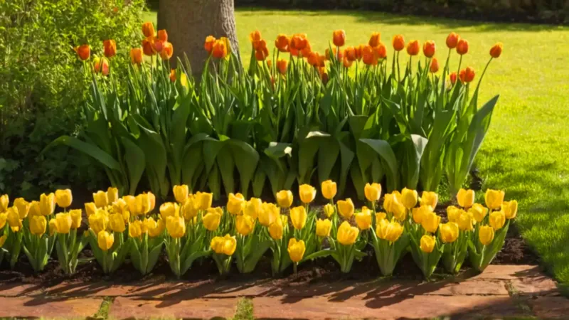 Una persona cuida el jardín al sol