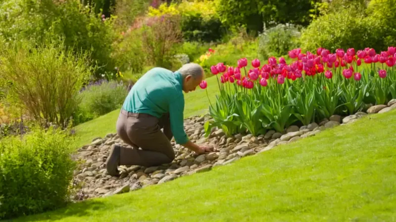 Persona cuidando su jardín de tulipanes