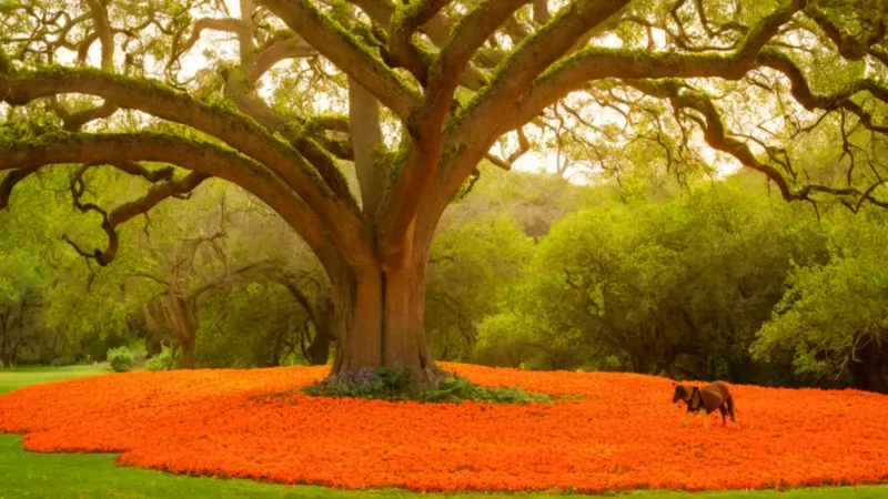 Hombre contempla el árbol en flor