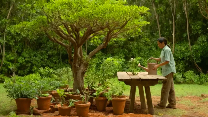Hombre cultivando en un claro del bosque